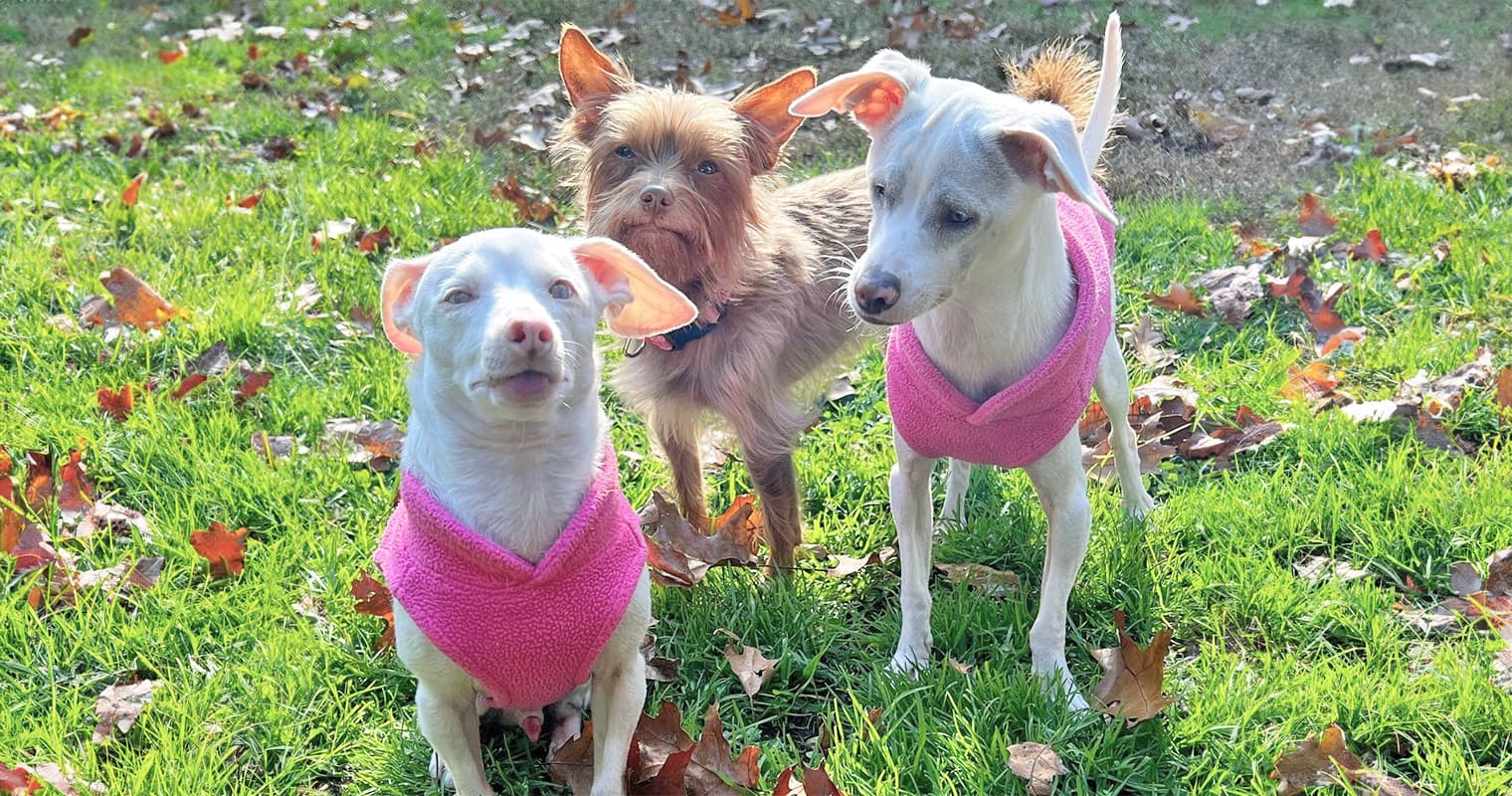 Tips for Adopting a Deaf Dog