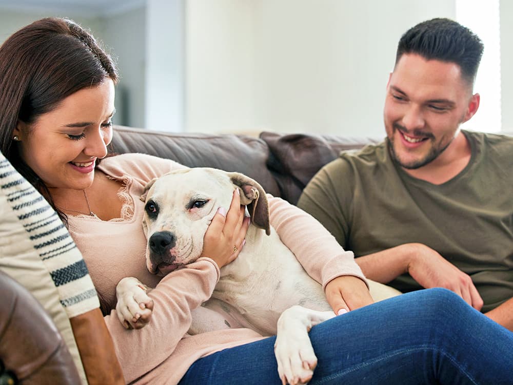 How Different Dog Breeds Show That They Love You