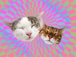 What Does Catnip Do to Cats?