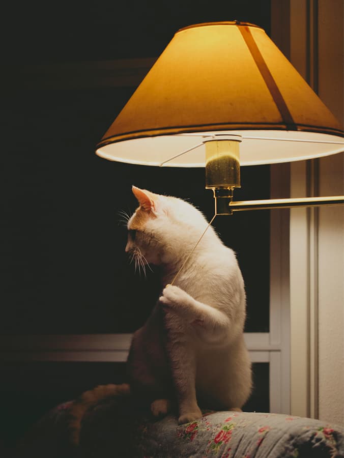 Why Does Your Cat Wake You Up at Night?
