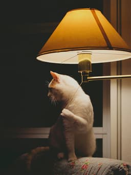 Why Does Your Cat Wake You Up at Night?