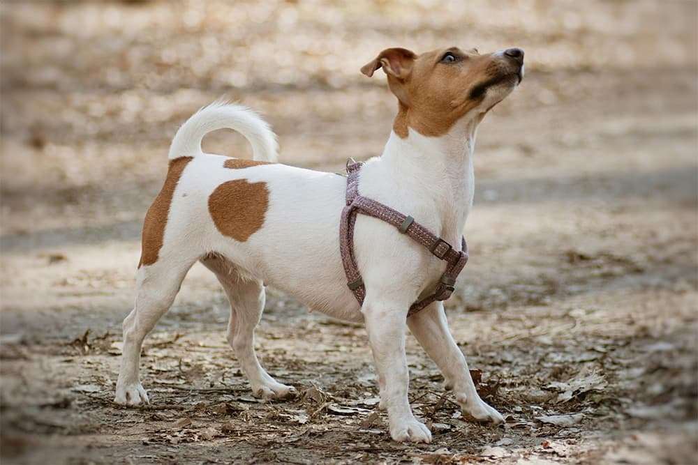 Jack Russell Terrier training in harness