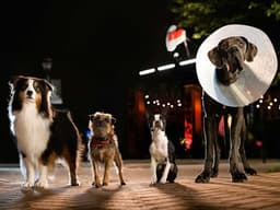 “Strays” Is Unlike Any Dog Movie You’ve Ever Seen