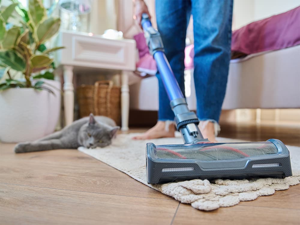 Vacuuming rug in cat home