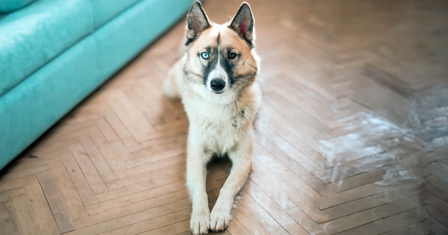 Do You Have to Pay to Rehome a Husky?