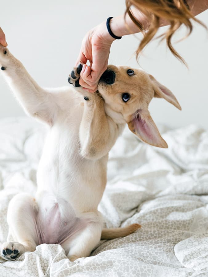 At What Age Can Puppies Have Bully Sticks?