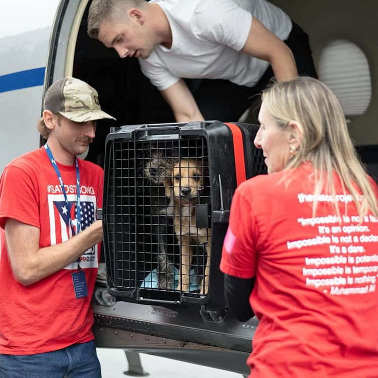 Want to Help a Rescue Pet Get to Their New Home? Become a Transport Volunteer