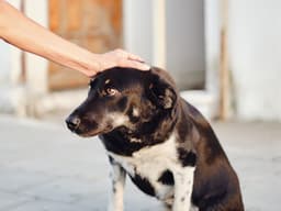 Uh, Why Doesn’t My Dog Like Getting Pet?