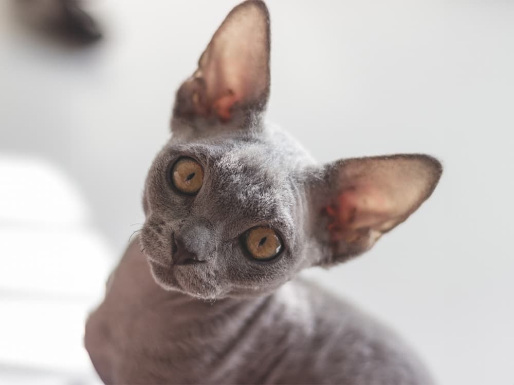 gray devon rex cat