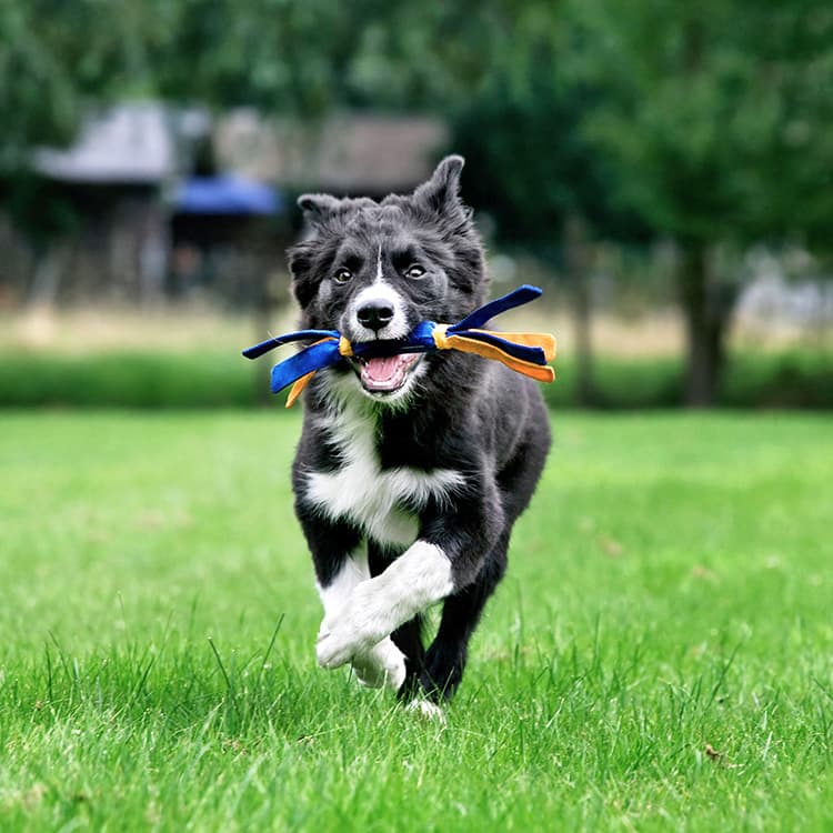 8 Signs You Have a Smart Dog