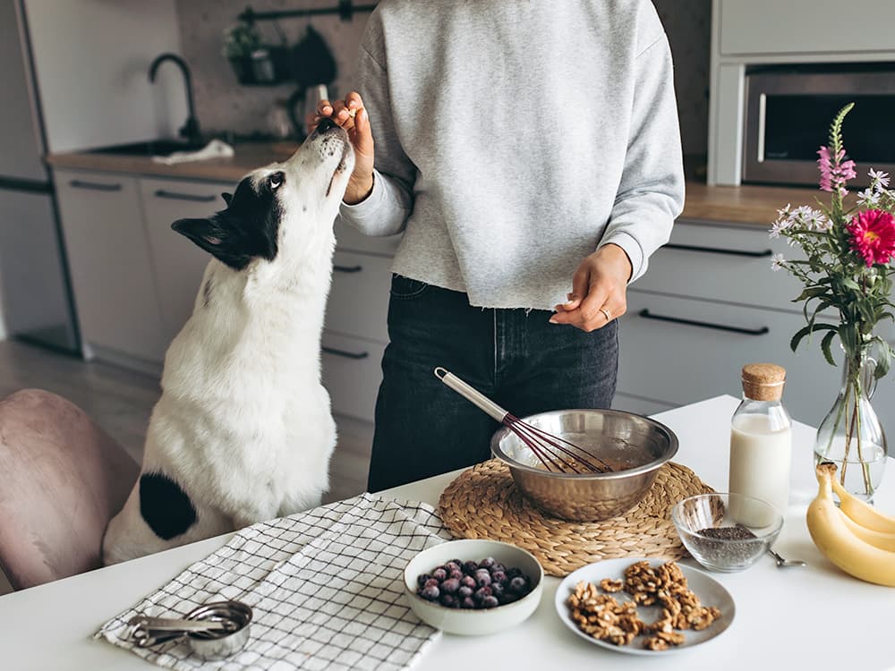 Peanut Butter and Chia Seed Energy Dog Treat Bites Recipe