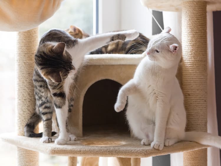 Are Your Cats Playing or Is This a Full-On Scar Vs. Simba Fight?