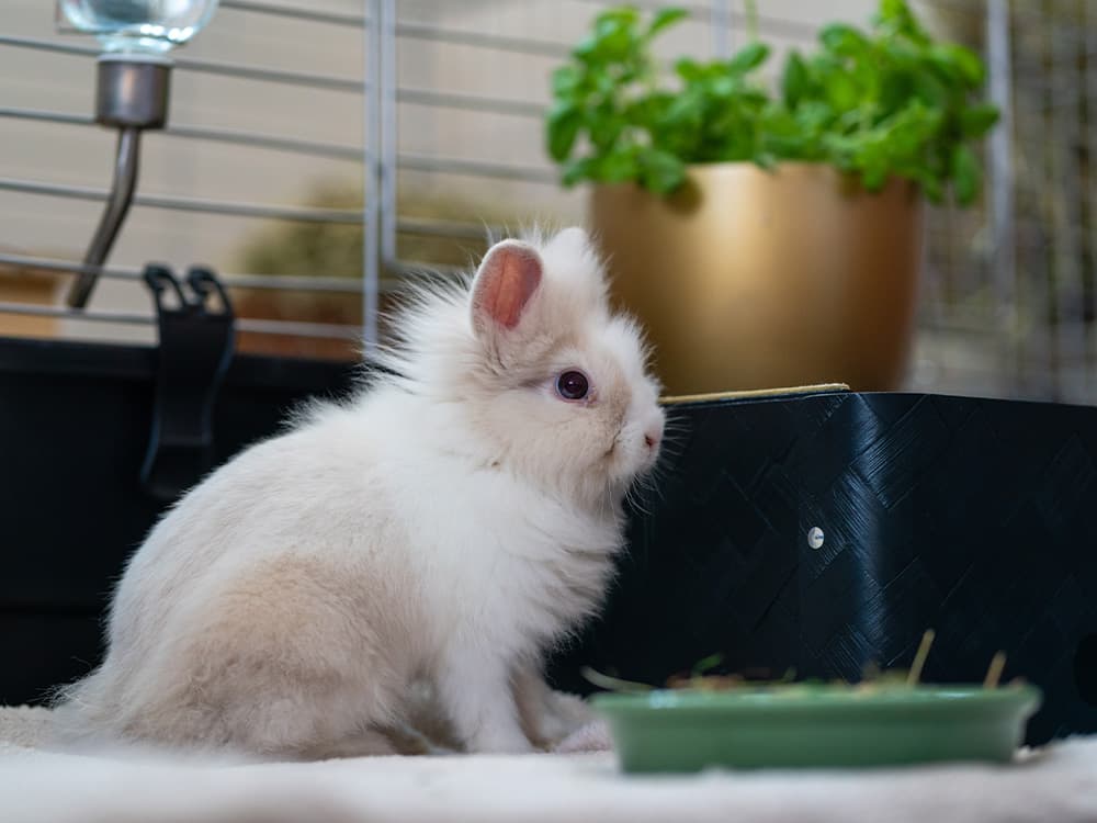 bunny in cage