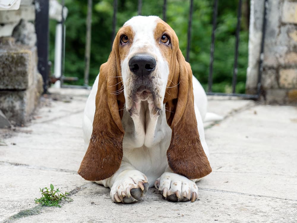 wrinkly basset hound lying on steps