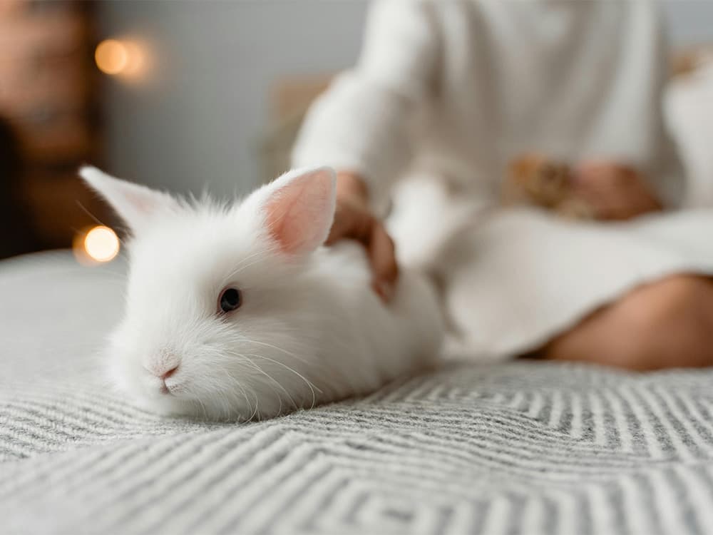 bunny