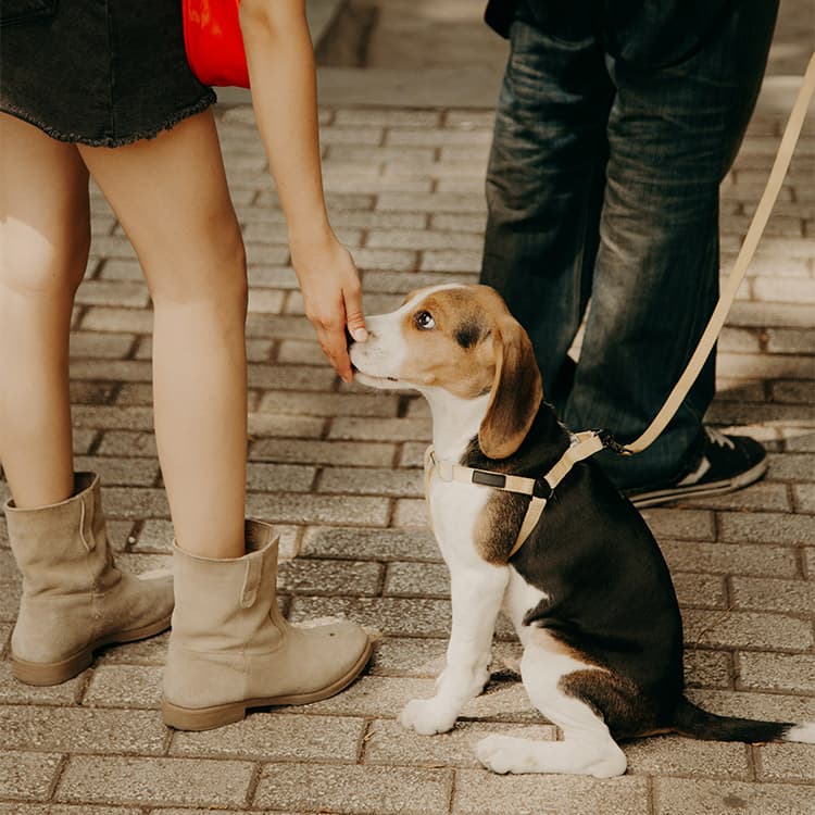 Are Dogs Good Judges of Character?