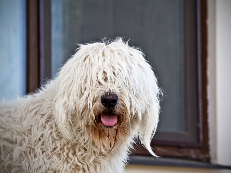 Why You Should Trim Your Dog’s Bangs