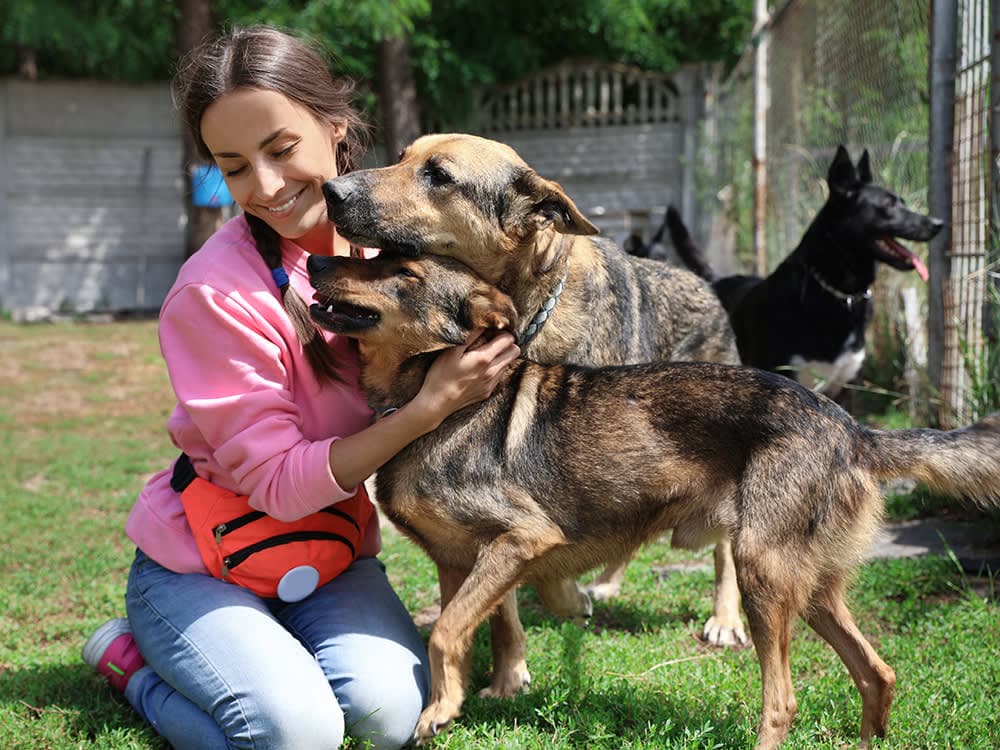 Shelter Myths: Facts About Adopting from a Shelter