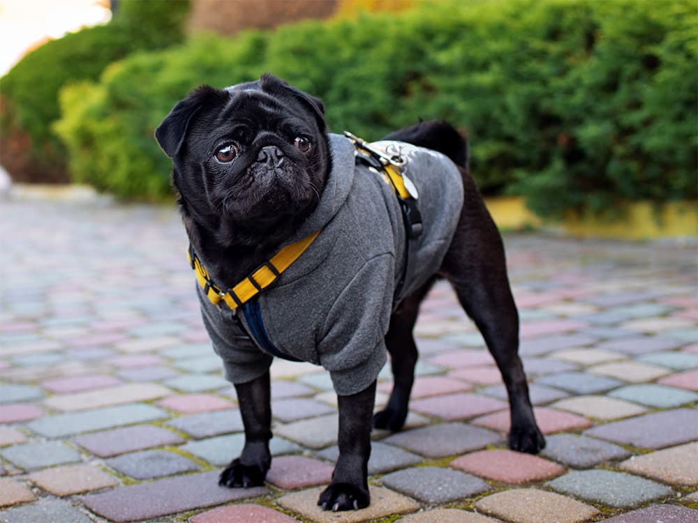 pug standing on road