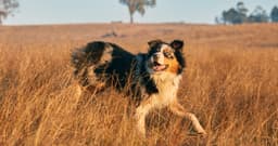 Dogs with Naturally Short Tails—and Why They’re Built That Way