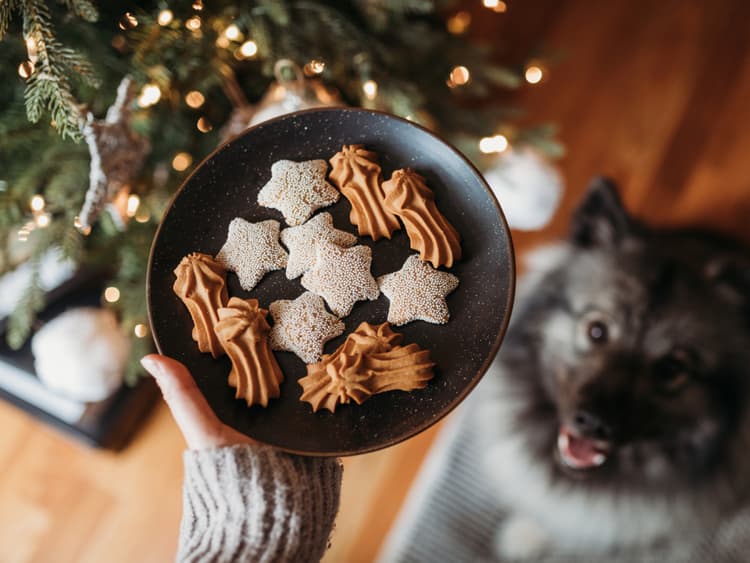 9 Festive Dog Treats to Make the Holidays Your Pup’s Favorite Time of Year