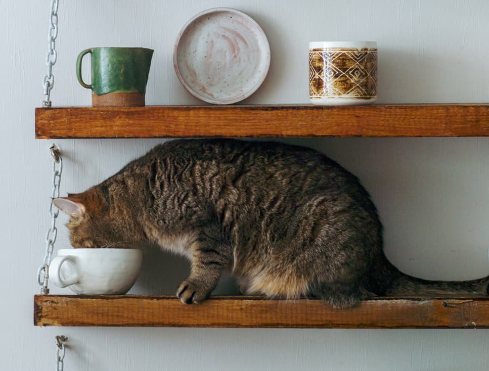 How to Scent Train Your Cat
