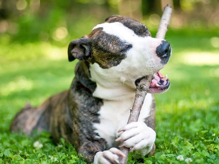 Why Are Dogs Obsessed With Chewing Sticks—and Should We Even Let Them?