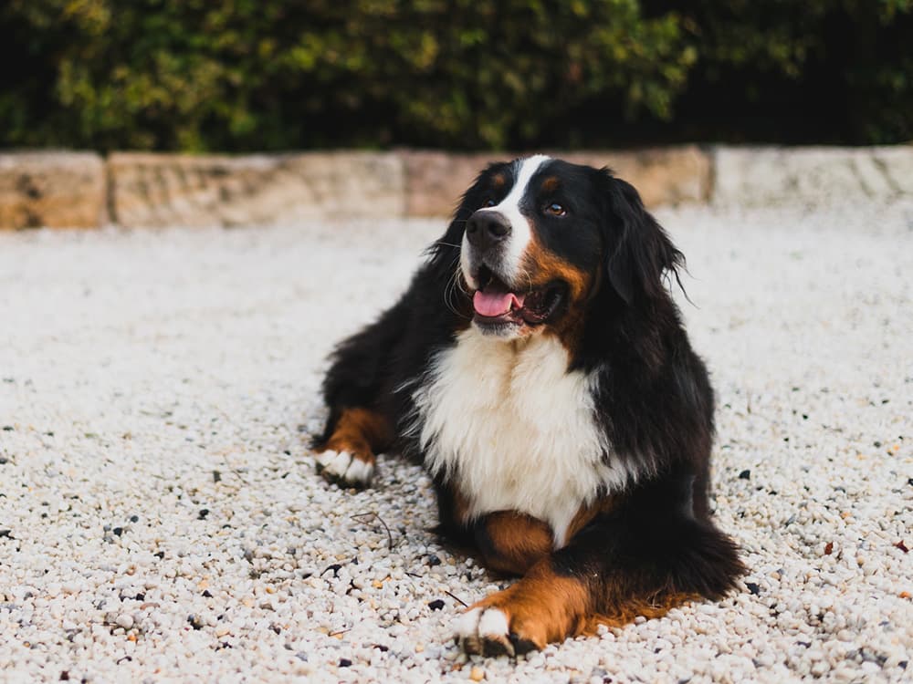 bernese mountain dog on gravel driveway