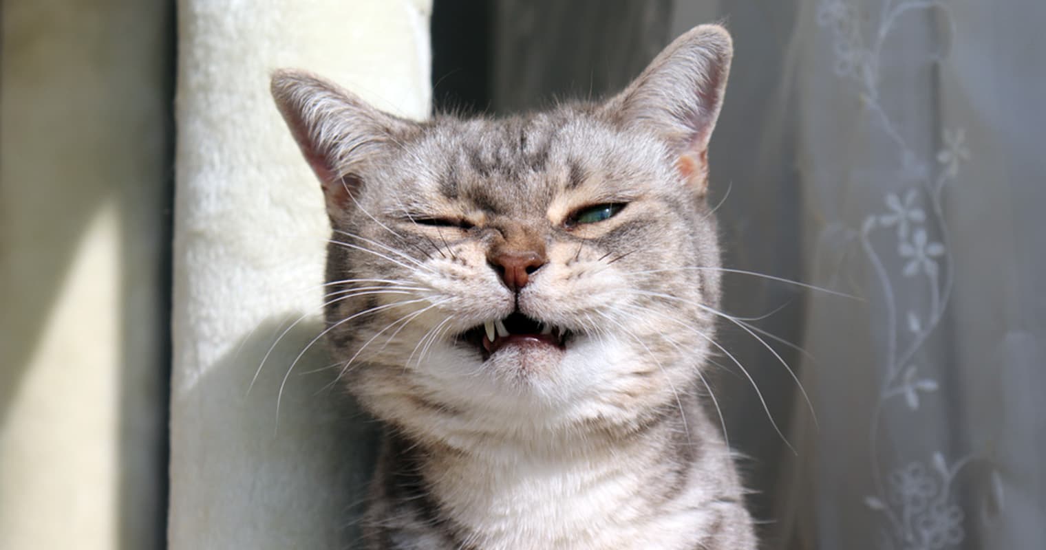 These Are the Noises Cats Hate