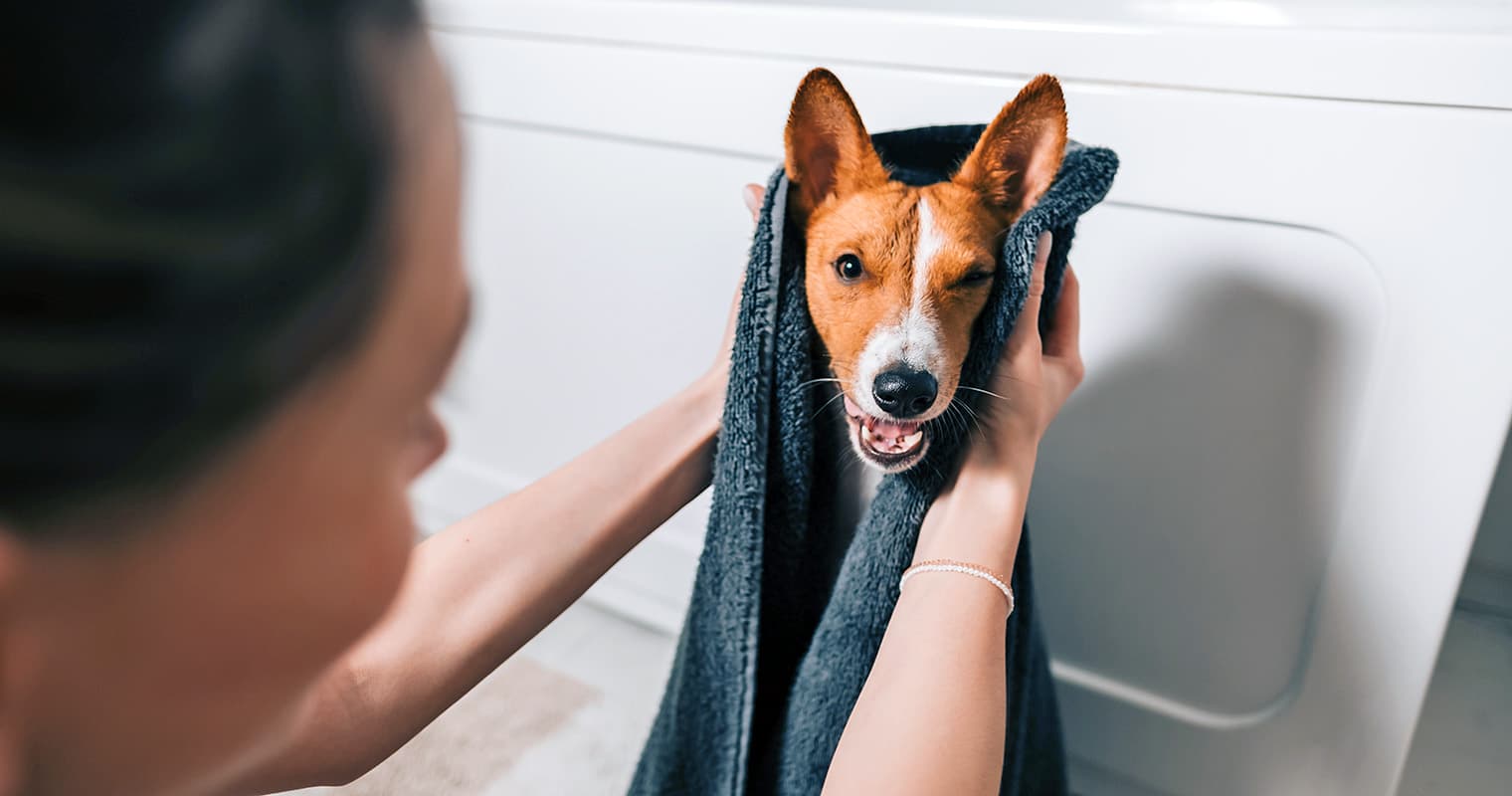 How Often Should Dogs Be Bathed?