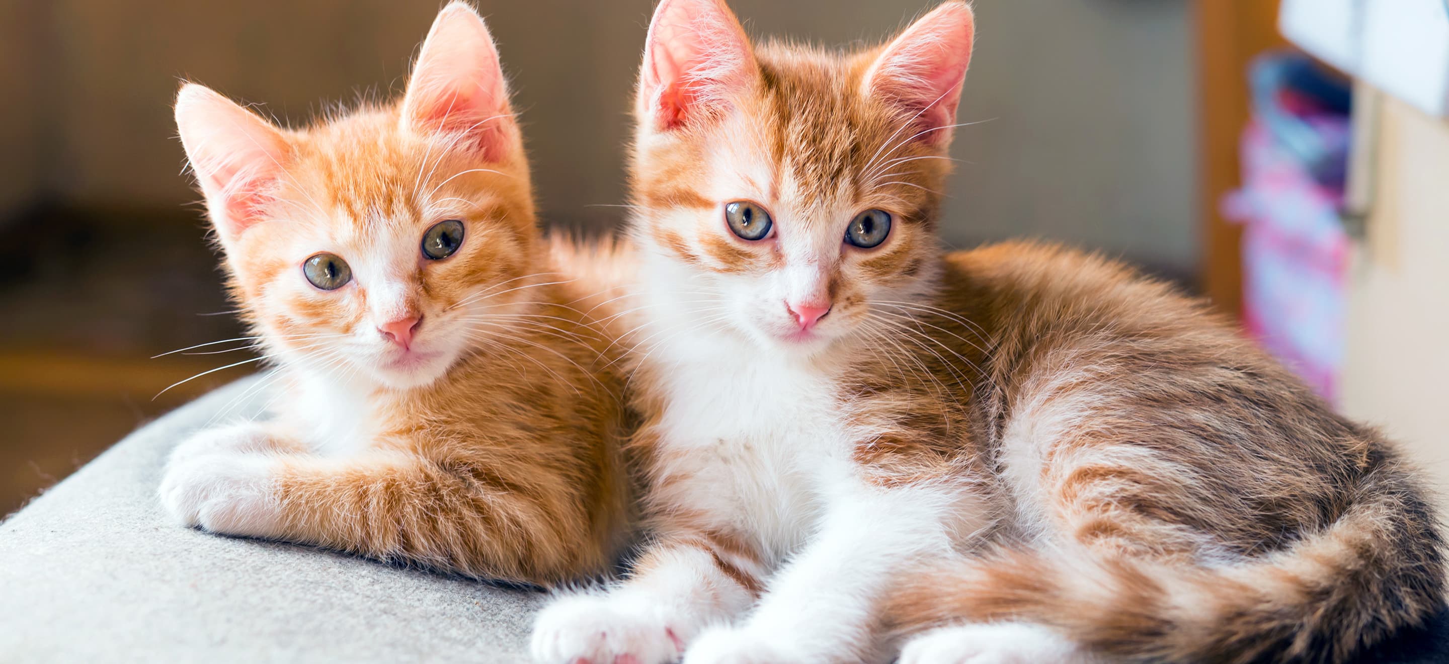 12 Orange Cat Breeds Who’ll Add a Bit Chaos to Your Home
