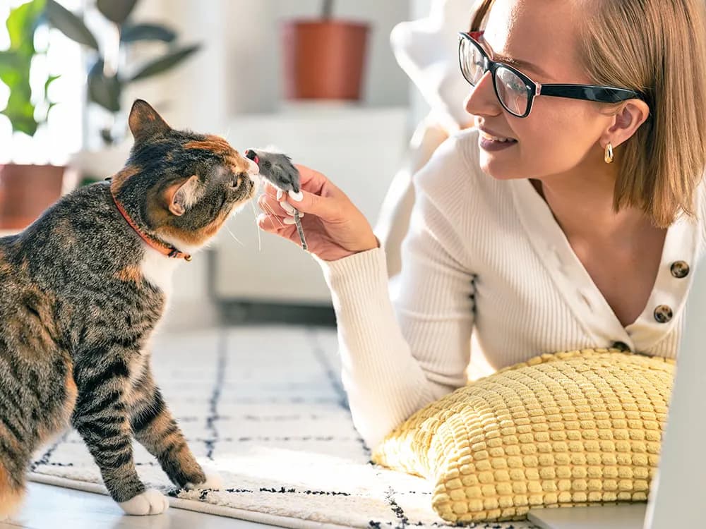 person training cat with toy