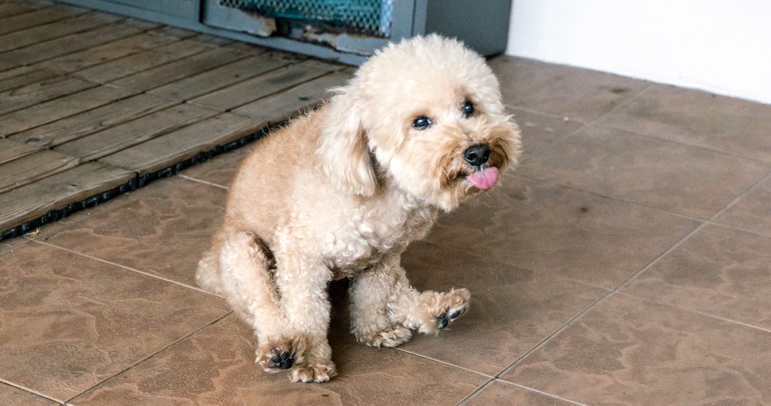Do Dogs Really Need Their Anal Glands Expressed?