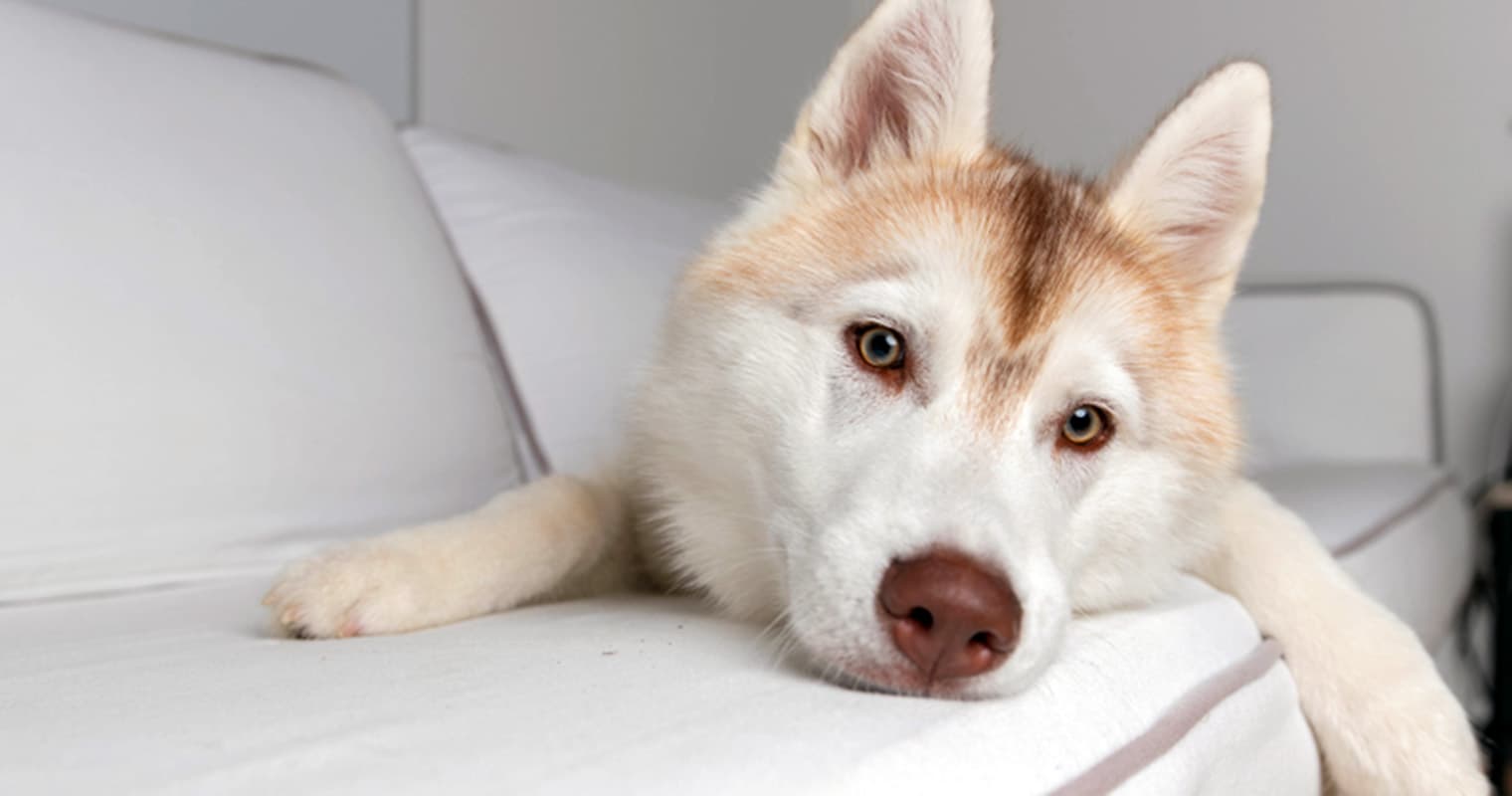 Where Can I Put a Husky Up for Adoption?