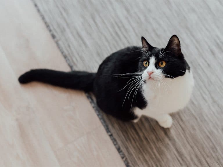 domestic shorthair cat on rug