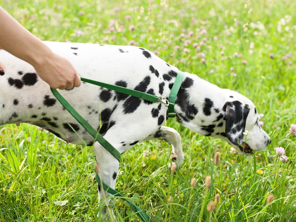 Cricket Protein Is Pet Food’s Next Sustainable Star