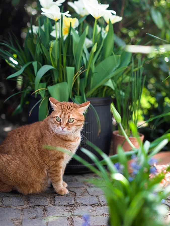 What to Do If Your Cat Gets Stung By a Bee