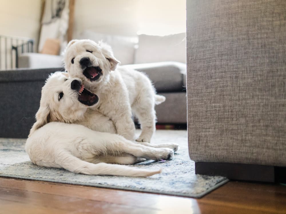 Does Your Dog Have Littermate Syndrome?