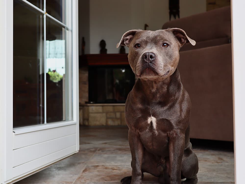 Why (Certain) Dog Breeds Are Not Allowed and How to Prepare For a Move With One