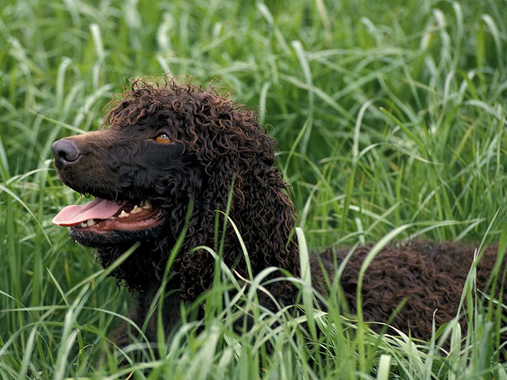 Irish Water Spaniel