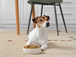 Everything You Need to Know About Your Dog’s Gut Microbiome