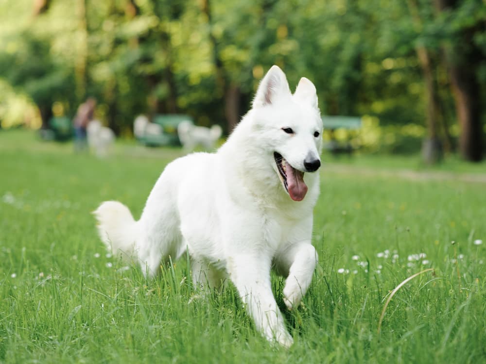 German Shepherd Dog
