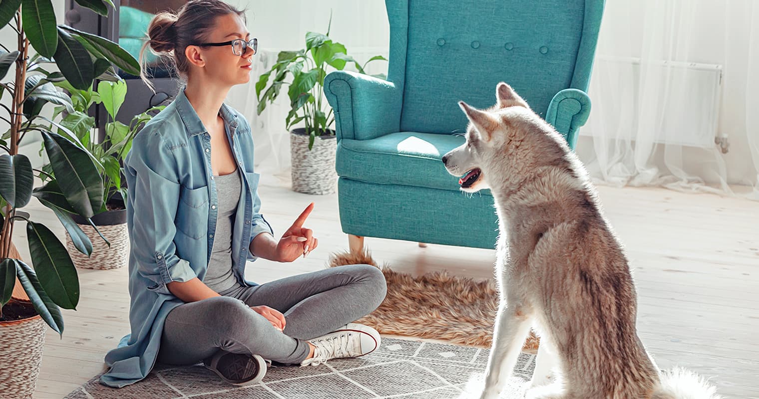How to Train a Husky: A Guide for Adopters and Pet Parents