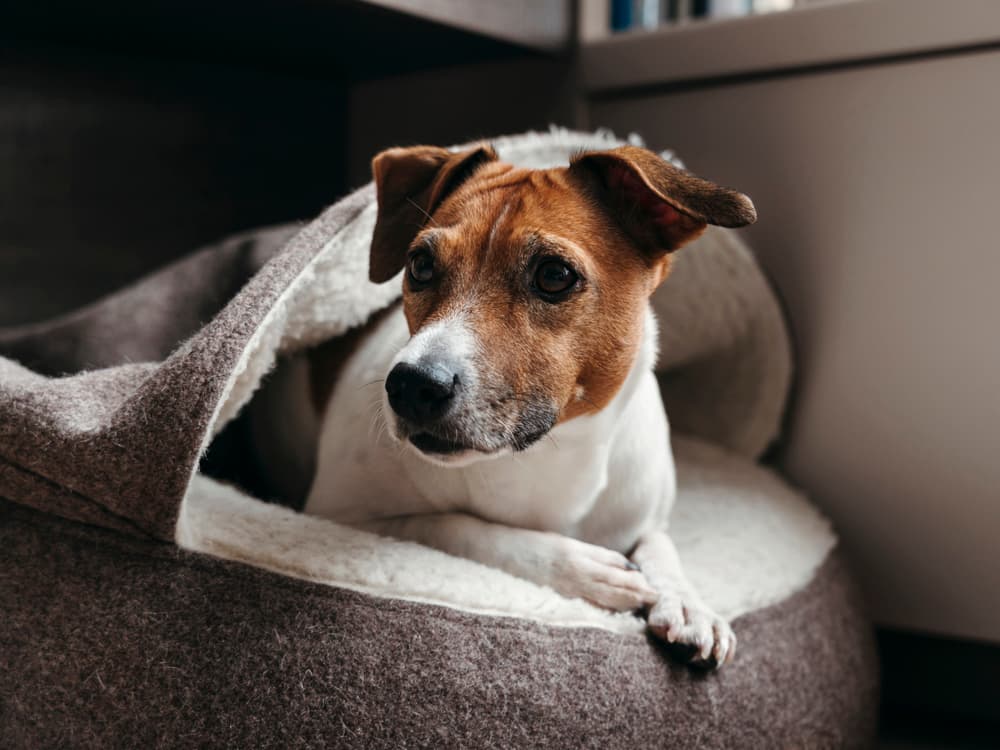 How to Help Thunder-Phobic Dogs