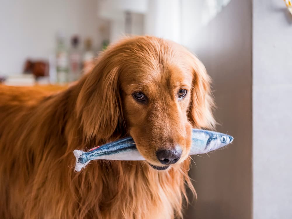 Your Dog Will Love This Mackerel Meal Topper