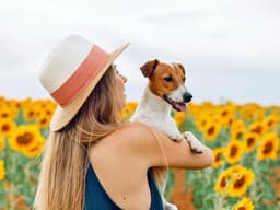 Are Sunflowers Toxic to Dogs?