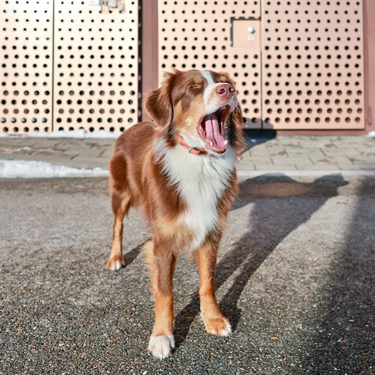 10 Surprising Ways You Can Decode Your Dog’s Body Language