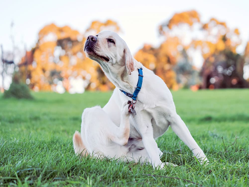 Why Pets’ Allergies Are So Bad This Time of Year