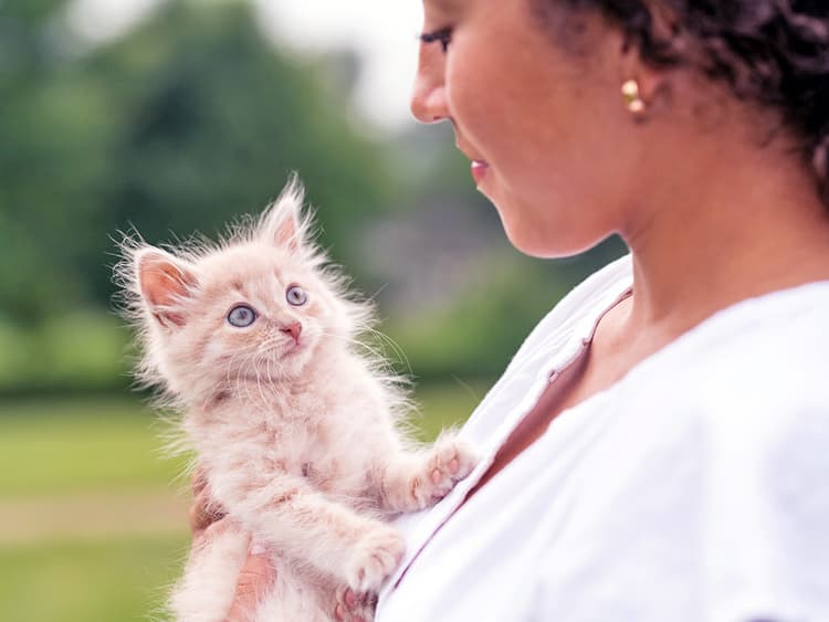 How to Determine a Kitten’s Age