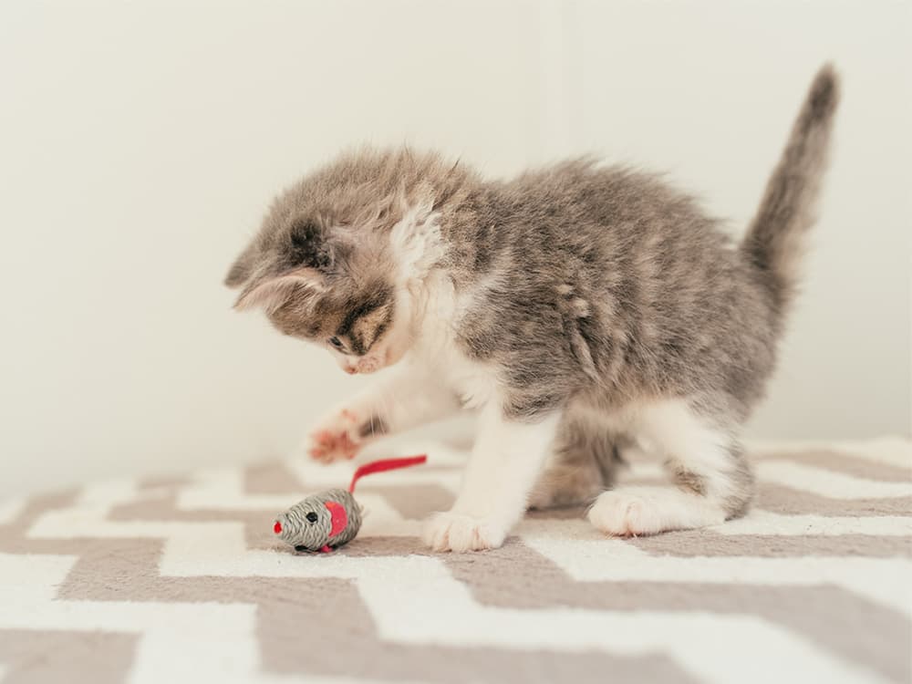 How to Keep Your Kitten From Making You the Toy at Playtime